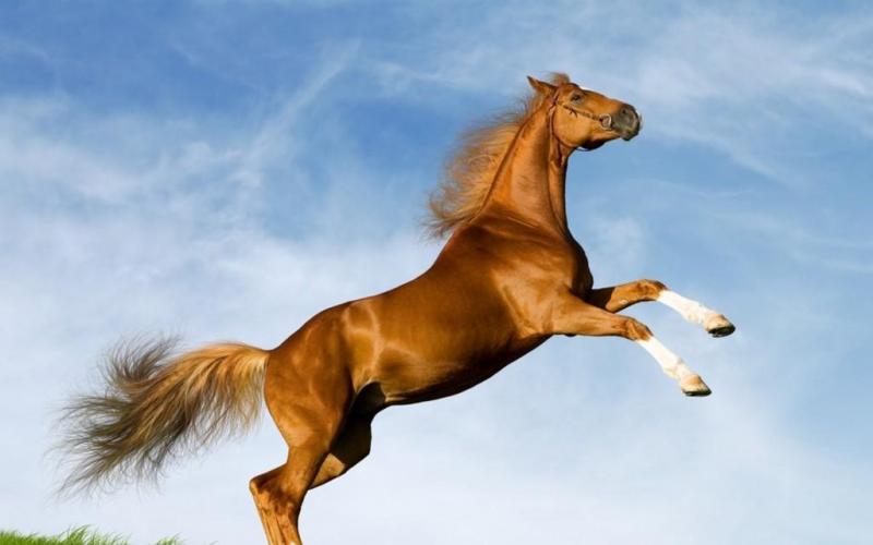 En symbol för adel och familj: varför drömmer en häst om en kvinna eller en man