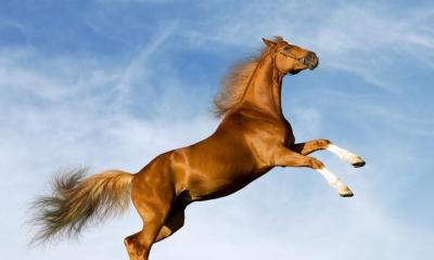 En symbol för adel och familj: varför drömmer en häst om en kvinna eller en man